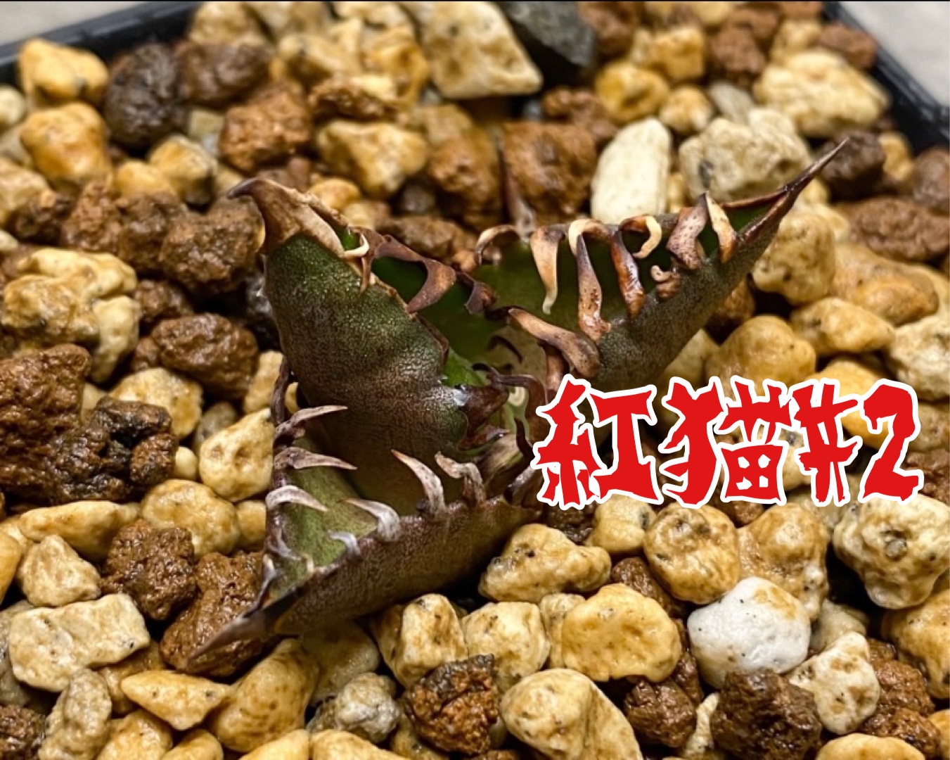 チタノタレッドキャットウィーズル　titanota'Red Catweazle2