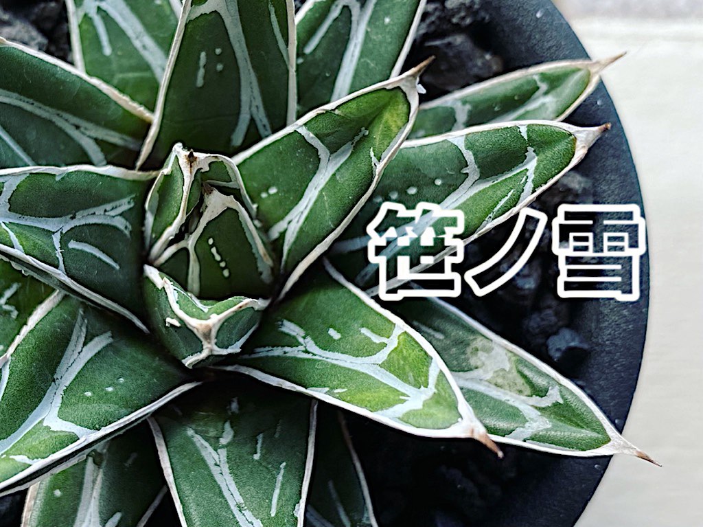 成長記録】アガベ 姫笹の雪(Agave victoriae reginae) | KAI plants