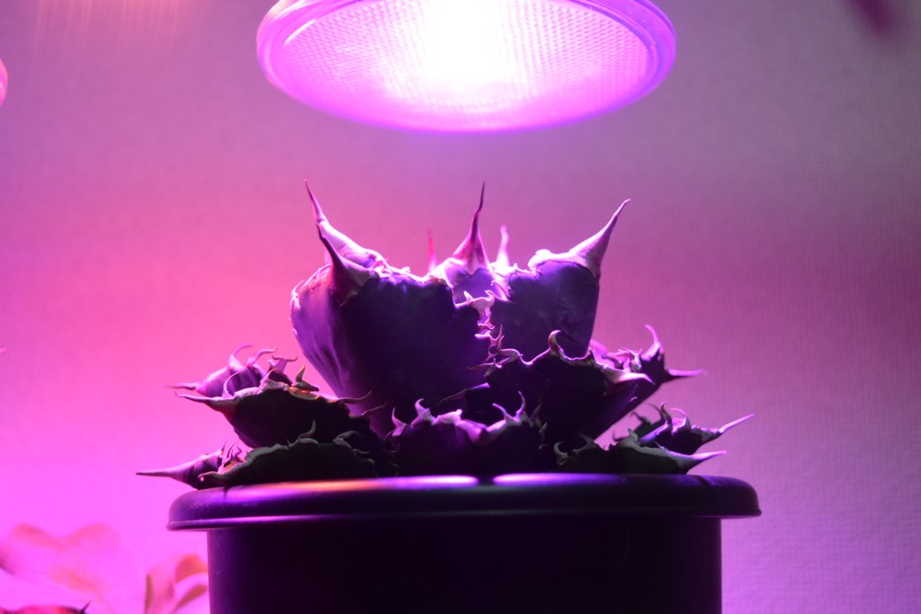 ②SODATECK PRO360 植物育成LEDライト ライト/照明 蛍光灯/電球 ライト