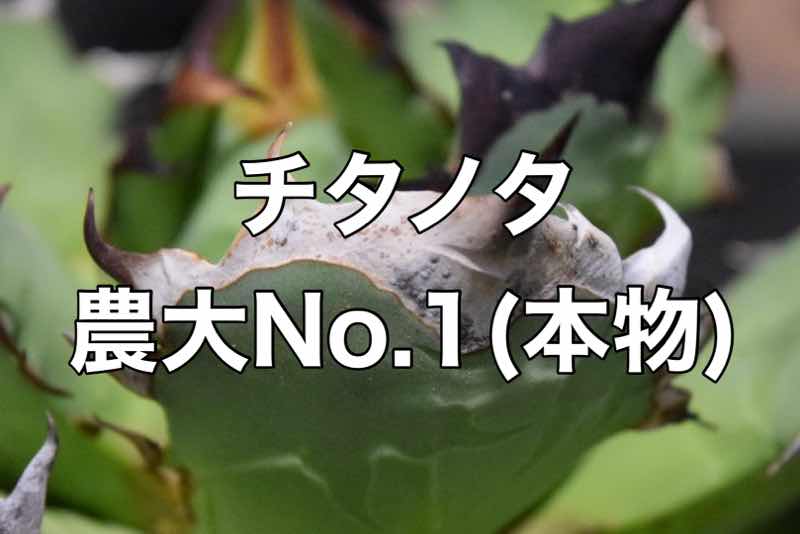 成長記録】アガベ チタノタ 農大No.1(本物) | KAI plants