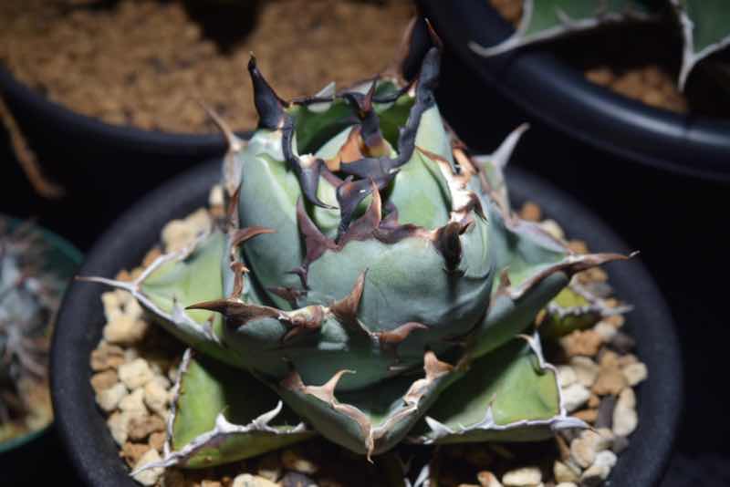 品種紹介：アガベ チタノタ ブラックアンドブルー(Agave titanota blackblue) | KAI plants