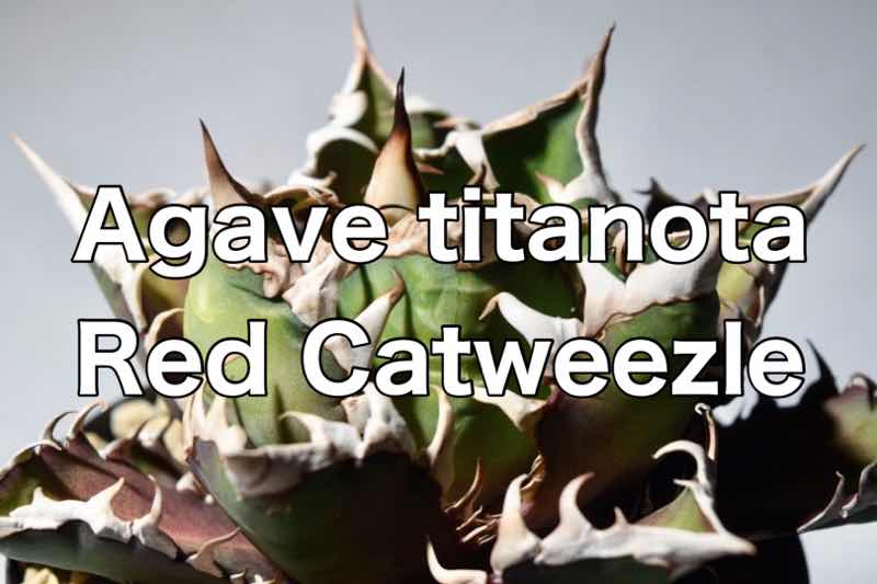 品種紹介：アガベ チタノタ レッドキャットウィーズル(Agave titanota'Red Catweazle' ) | KAI plants