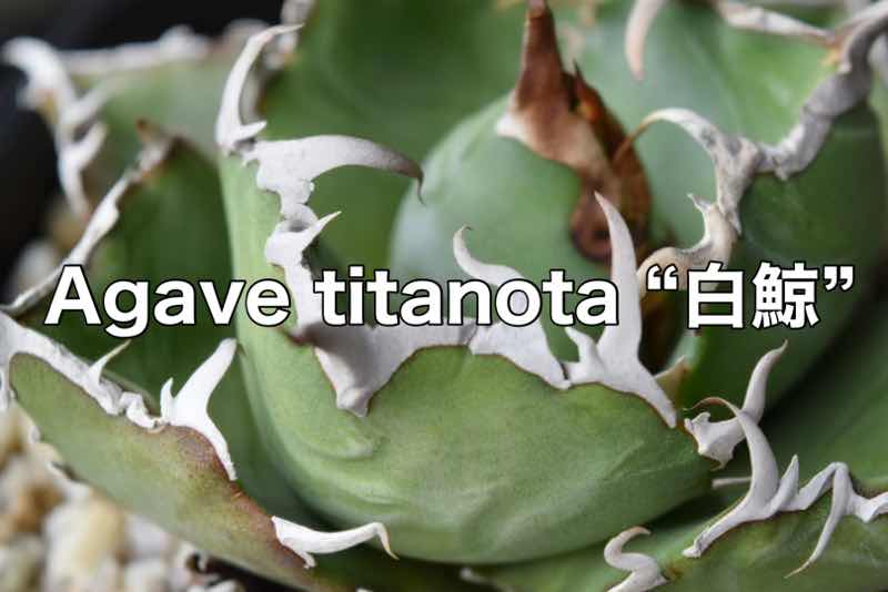 ボール型　白鯨　子株　山盛り　Agave titanota