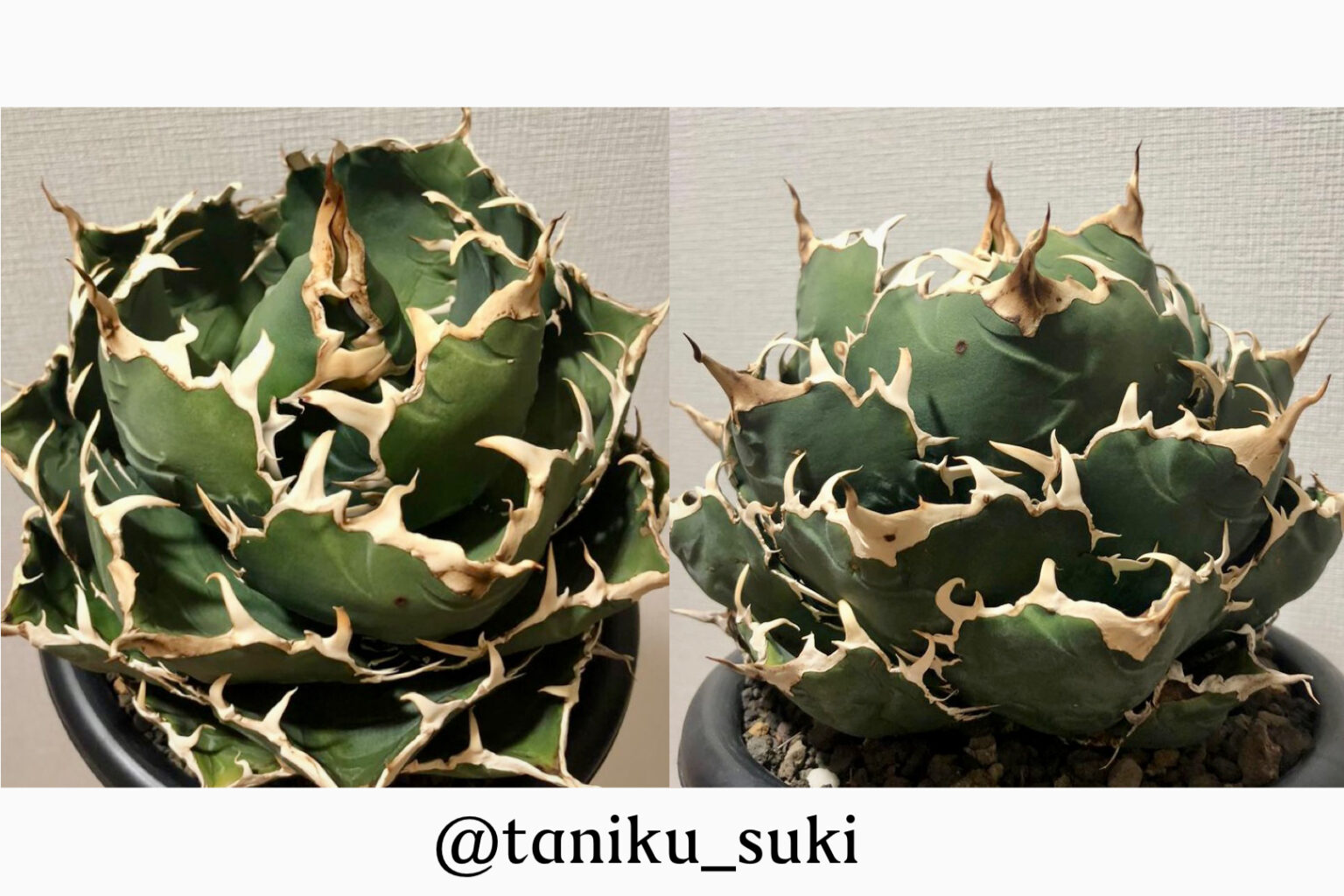 品種紹介:アガベ チタノタ “白鯨” (Agave Titanota “White Whale) 育て方 | KAI plants