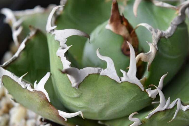 品種紹介:アガベ チタノタ “白鯨” (Agave Titanota “White Whale) 育て方 | KAI plants